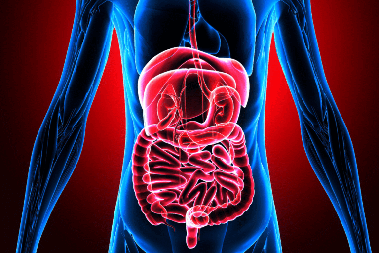Gut Health After 40: Why Digestion Changes with Age